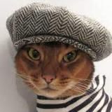 Котяча барахолка