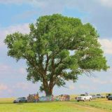 Зелёный канал 08