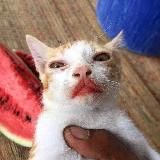 Shitposting Maracaton 2: The Bad Memes