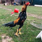 Korea Hurozlar🐓