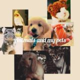 Animals and my pets🐾