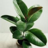 любители растений