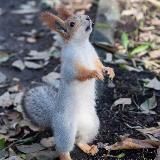 Культурная белочка