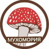 МУХОМОРИЯ🍄 | МИКРОДОЗИНГ МУХОМОР | ЕЖОВИК