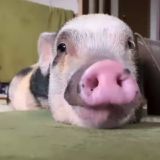 Piggie