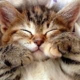 Только котики🐱