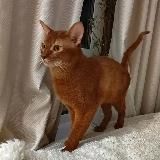 Абиссинец Алекс🐱