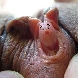 Баяноклитор