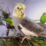 ЗАВОДЧИК ПОПУГАЕВ КОРЕЛЛА🦜