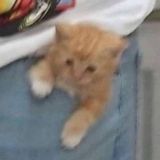 ᴇᴀᴛɪɴɢ ᴅɪsᴏʀᴅᴇʀ | ʀɪᴄᴇ