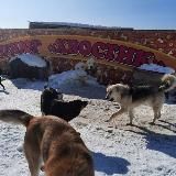 Собаки .Корсаков приют "ХВОСТИК"