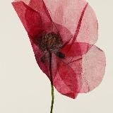 с любовью, Тáмри