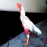 🗡TOSHKENT ARENA🗡