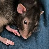 Крысиные посиделки