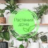 Растения дома