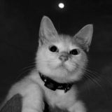 мысли забытого писателя