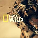 Nat geo wild