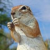 Система Турбо-Суслик