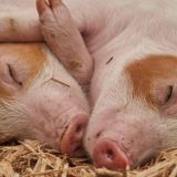 Веган Відповіді • Чат