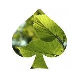 Пикантная липа