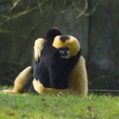 Monkey Business Crypto(alpha discussion)