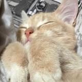 Art community musen 🐾