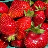 🍓Выращена в DogWinter