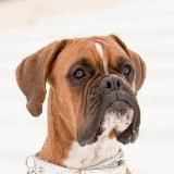 АндерДог | UnderDog