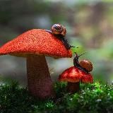 🍄‍🟫 ГРИБНИКИ ПОДМОСКОВЬЯ