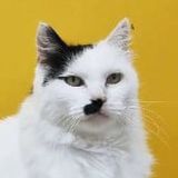 Приют(группа для чата)