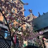 The Lupercalia Times