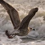 Буревестник над пучиной