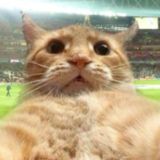 Чат котиков про футбол