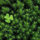 Тропинка из мха🍀