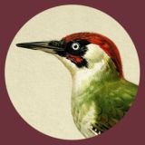 Ресторан Зелёный дятел чат