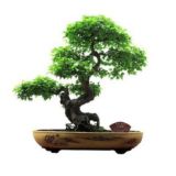 Сад Медитаций