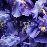 D'Iris