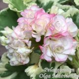 Пеларгонии НСК