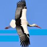 solidecs1СВОБОДНЫЕ БЕЛОРУСЫ