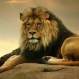 Lion King Canal🔊🔊🔊