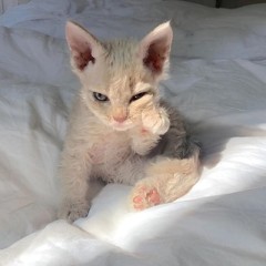 просто милешка