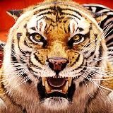 КИНО TIGER | Лучшие фильмы и сериалы в HD