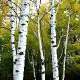 Три берёзки