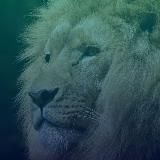 Храбрость иметь больше 19—21 апреля