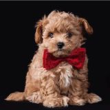 Maltipoo Moscow щенки Мальтипу