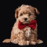 Maltipoo Moscow щенки Мальтипу