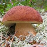 Грибы!!! Новосибирск и НСО!!!