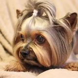 Четыре с хвостиком 🐕🐎