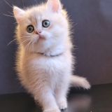 чатик с лютиком