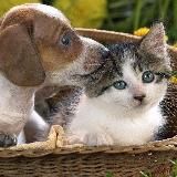 Наши питомцы ТиНАО Троицк